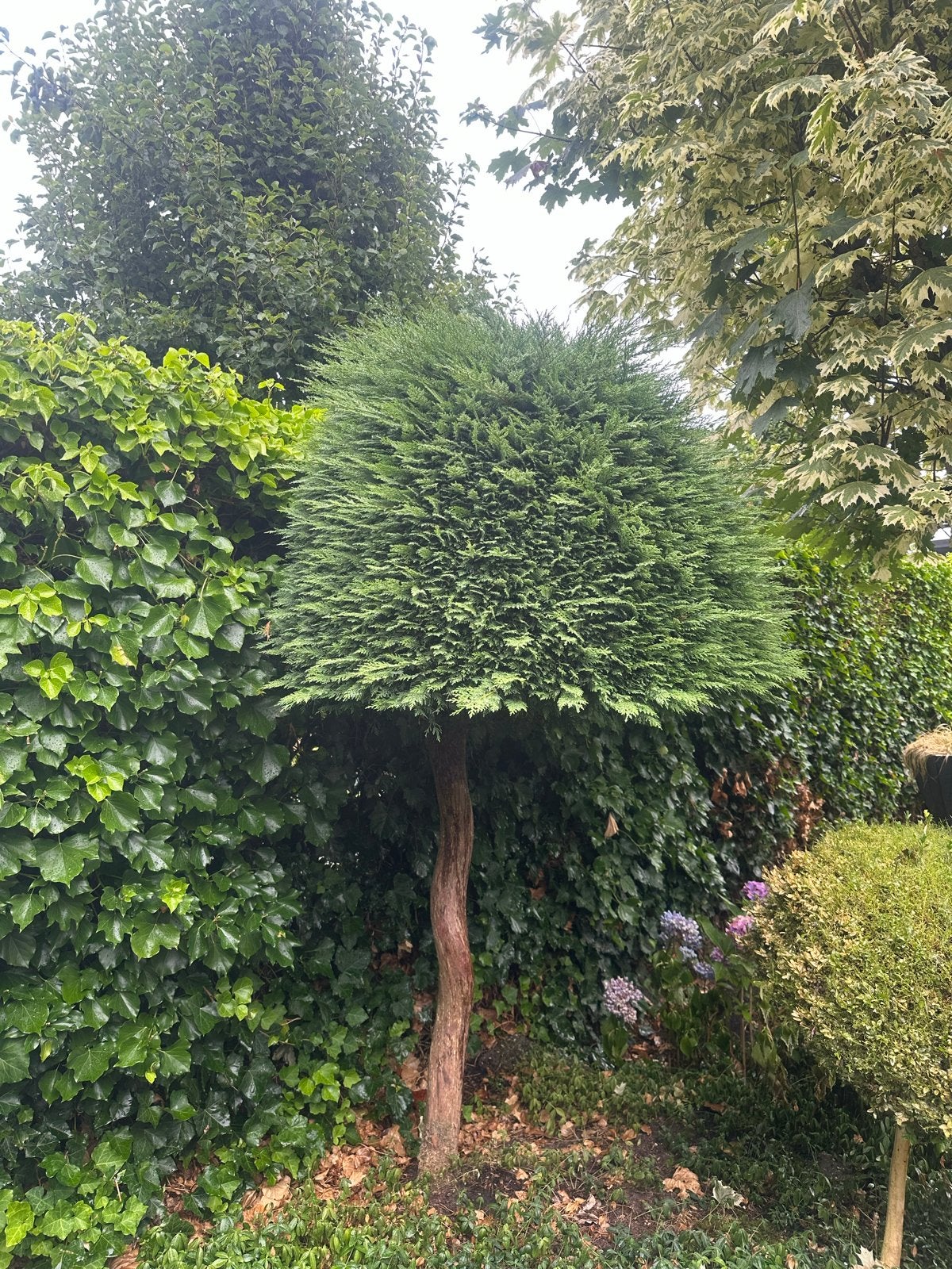 Groene conifeer op stam, Volle zon, Vaste plant, Bloeit niet, Ophalen