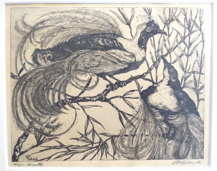 Jan Schonk ets Paradijsvogels, Ophalen of Verzenden, Ets