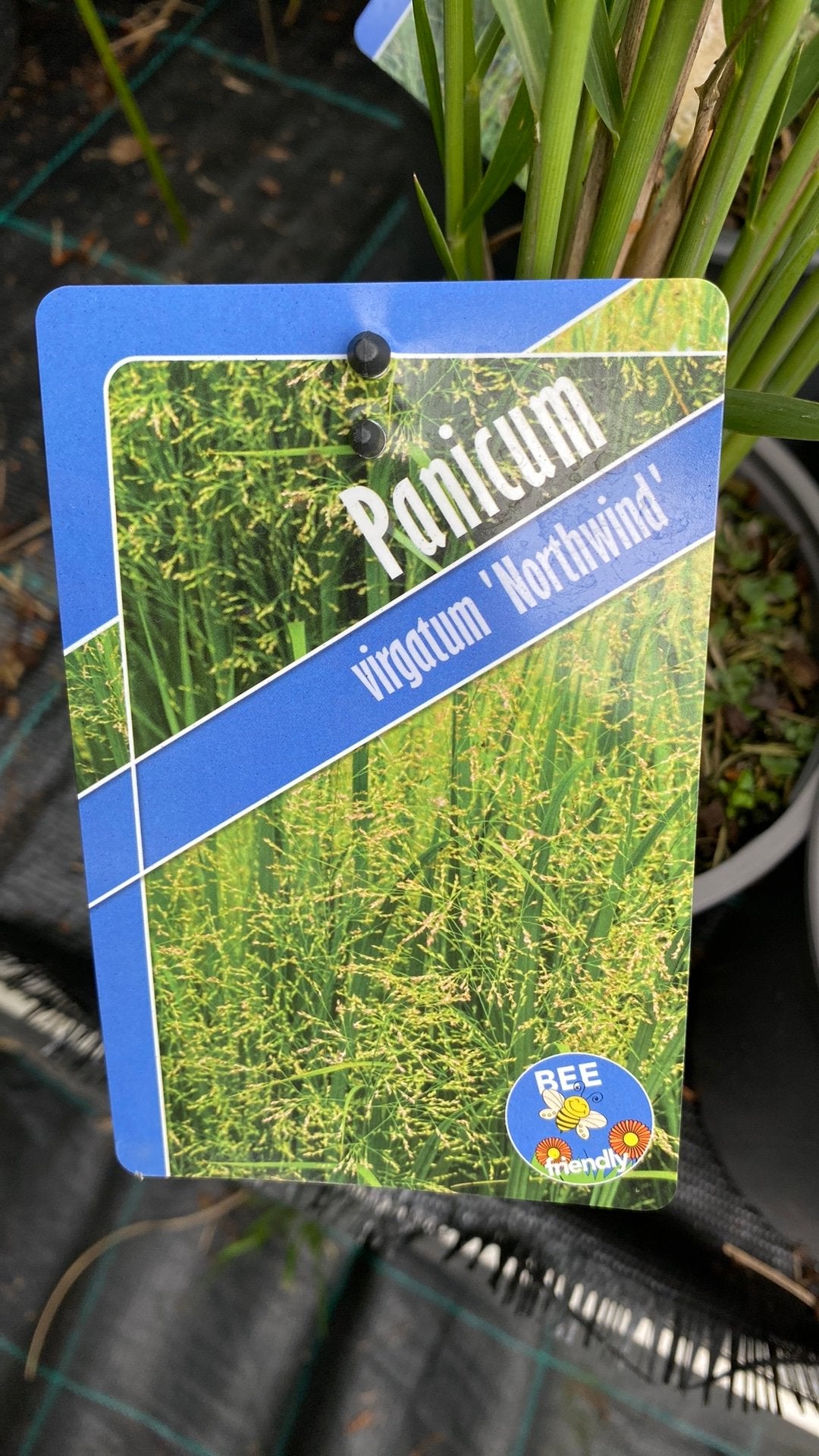 Panicum virgatum 'Northwind' - Siergras, Ophalen, Volle zon, Vaste plant, Siergrassen