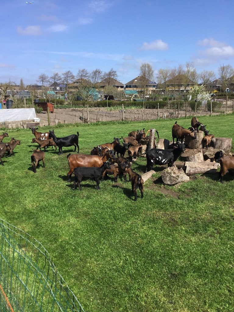 Nog enkele stamboek dwerggeitjes te koop, Vrouwelijk, Geit, 0 tot 2 jaar