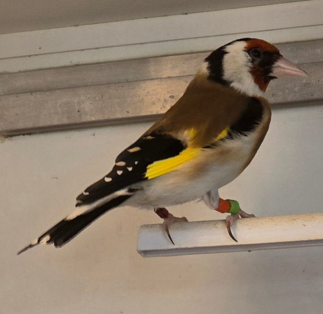 Koppel major putters (van buiten), Dieren en Toebehoren, Vogels | Overige Vogels, Meerdere dieren, Wildzangvogel, Geringd