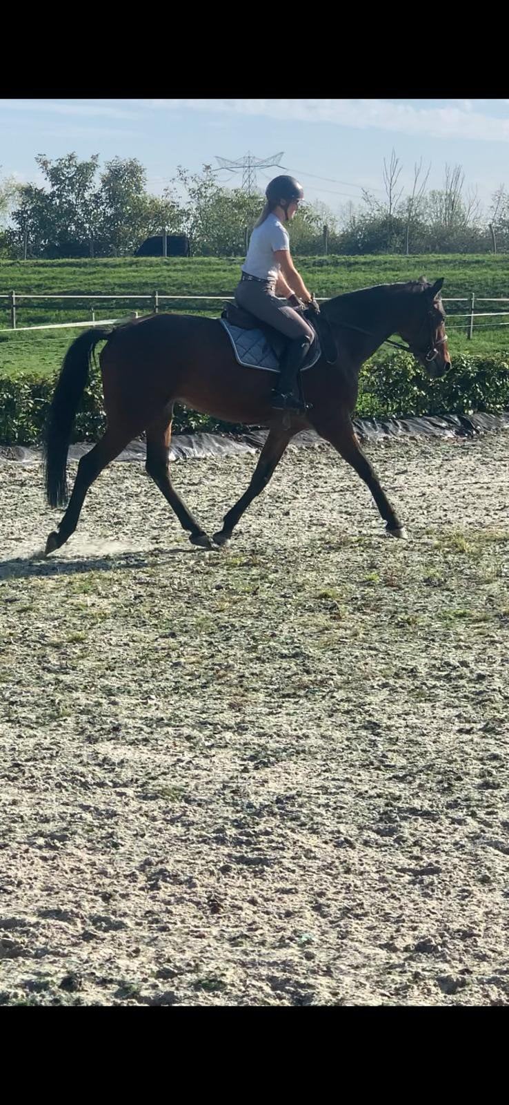 Recreatiepaard/fokmerrie te koop, Merrie, Recreatiepaard, Met stamboom