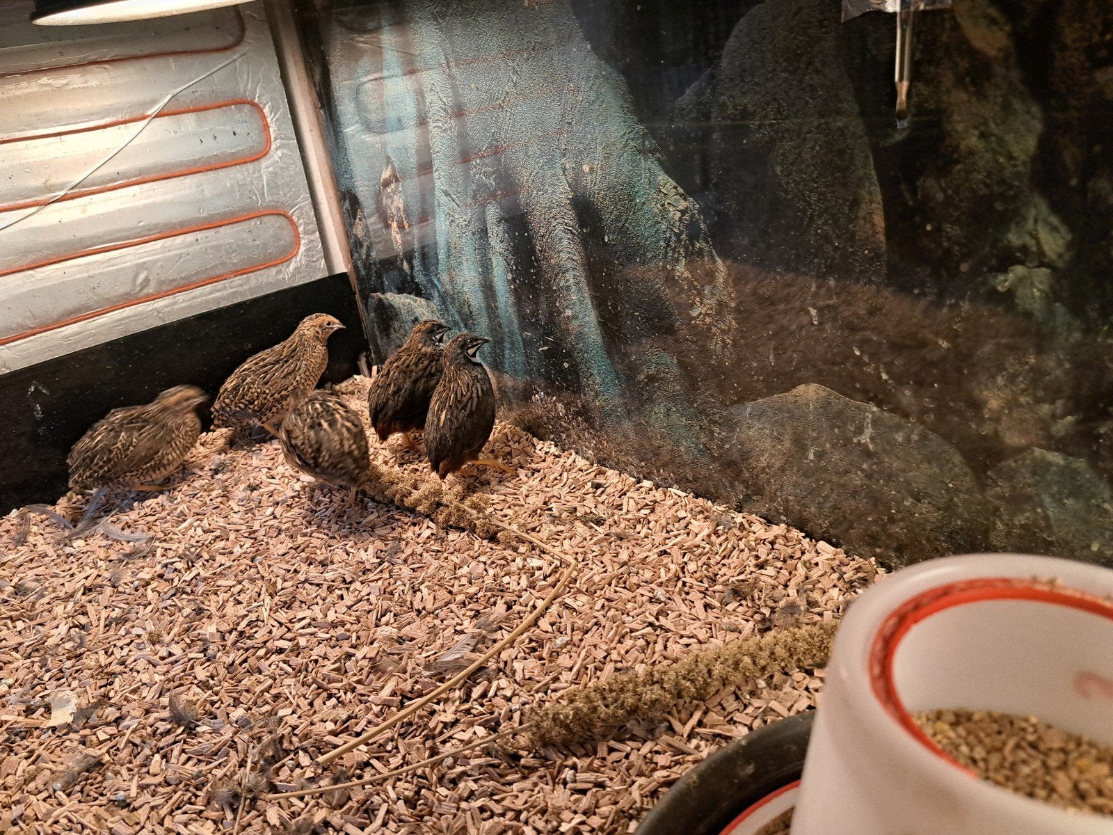 Chinese dwergkwartels wildkleur, Meerdere dieren, Tropenvogel