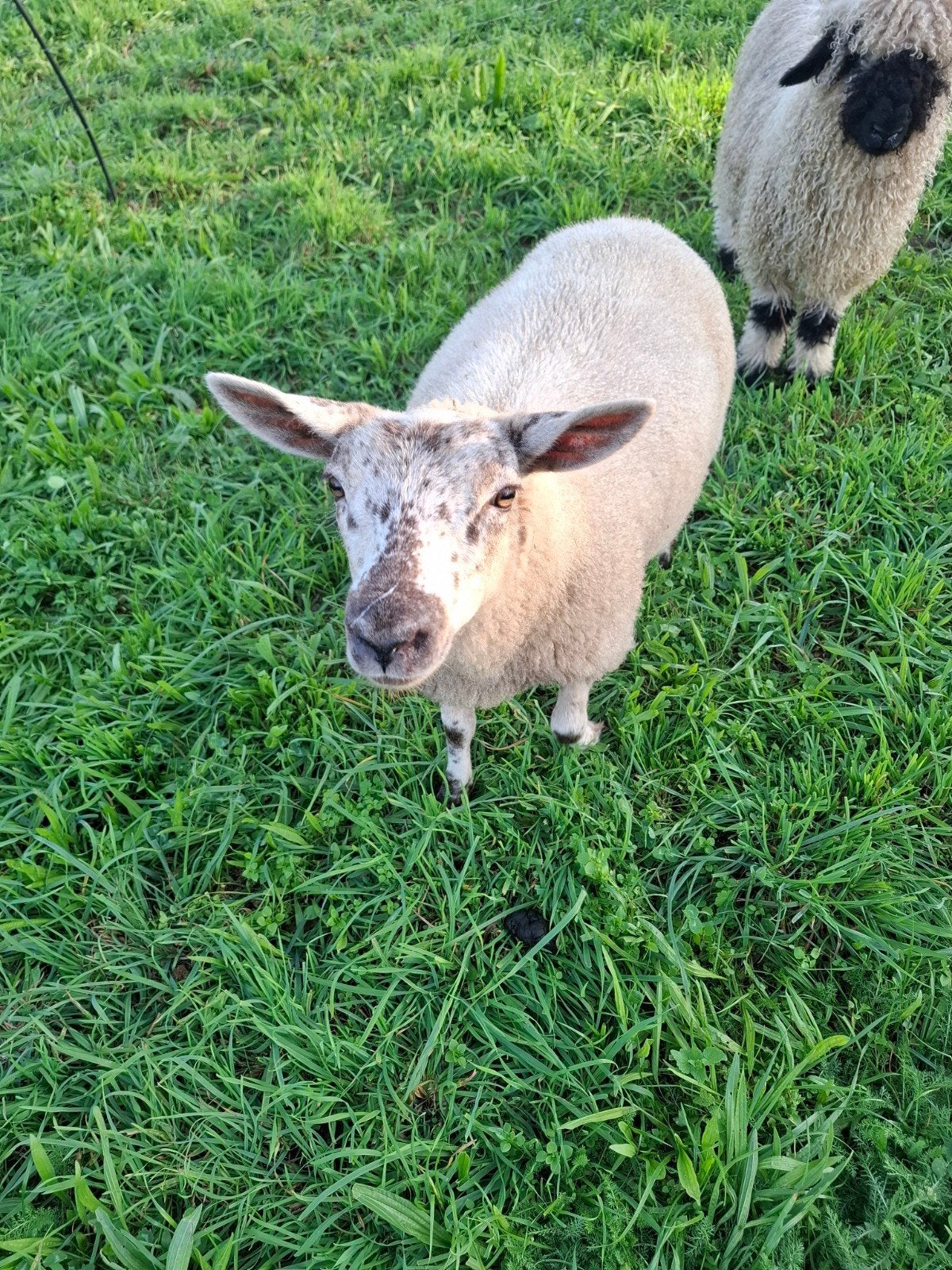 super mooi ooilam tekoop, Vrouwelijk, Schaap