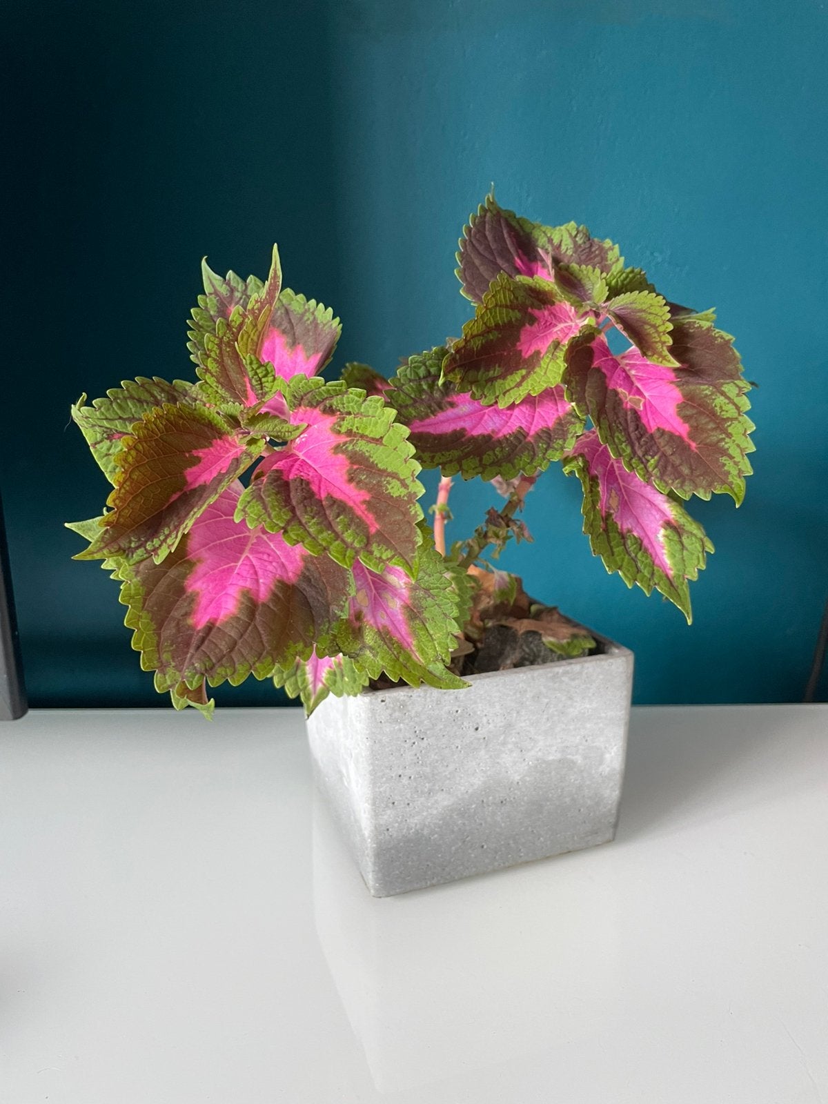 Siernetel Coleus plant stekje - Roze kamerplant, Ophalen of Verzenden, Halfschaduw, Minder dan 100 cm