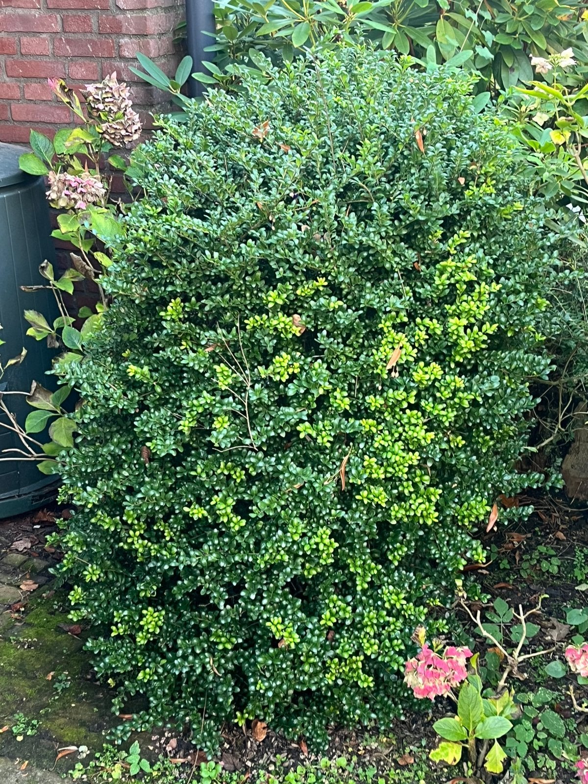 Ilex struik (groot), Ophalen, Overige soorten, Struik, 100 tot 250 cm