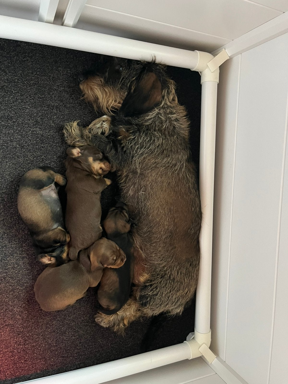 Teckel ruwhaar standaard pups FCI-stamboom, Standaard, CDV (hondenziekte), 8 tot 15 weken, Meerdere