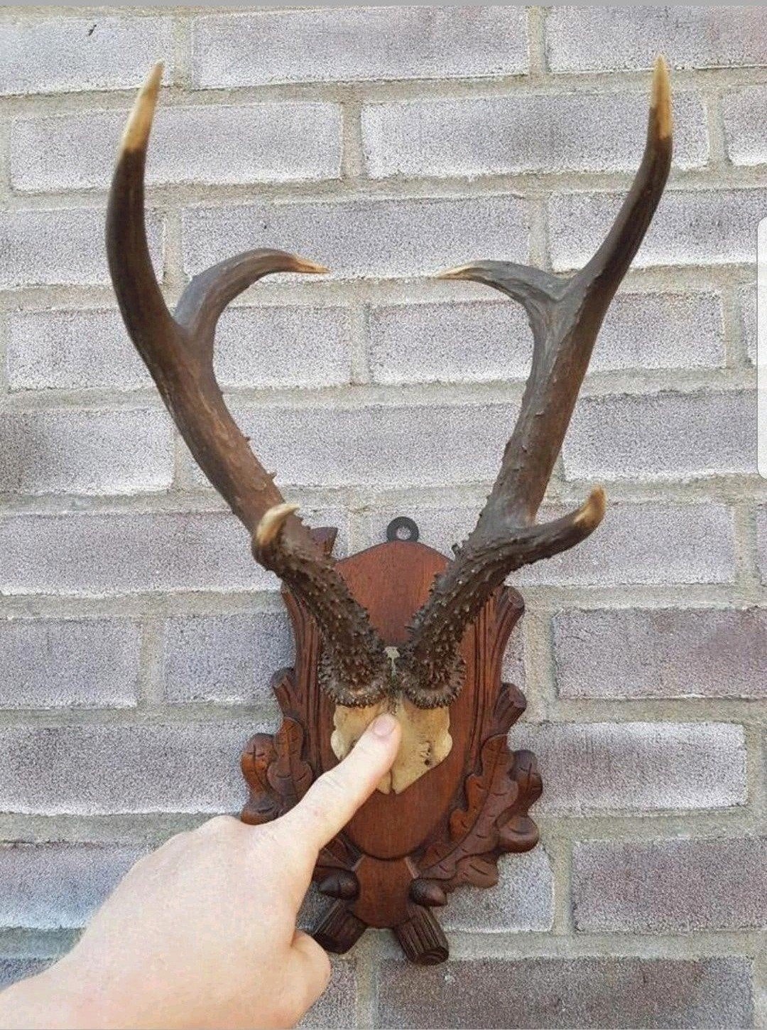 De allergrootste ree bok - geweien tot 30cm! Mega 6-ender !, Ophalen of Verzenden, Zo goed als nieuw, Hert, Schedel