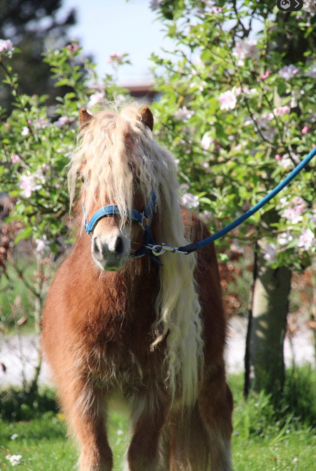 2 shetlander ruintjes, Dieren en Toebehoren, Pony's, Met stamboom, Ruin, Niet van toepassing, A pony (tot 1.17m)