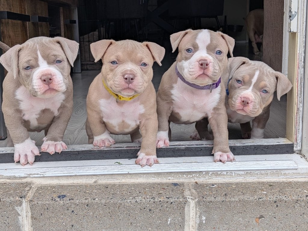 American Bully puppies Nog 2 over!!!!!, Dieren en Toebehoren, Honden | Bulldogs, Pinschers en Molossers, Nederland, Overige rassen