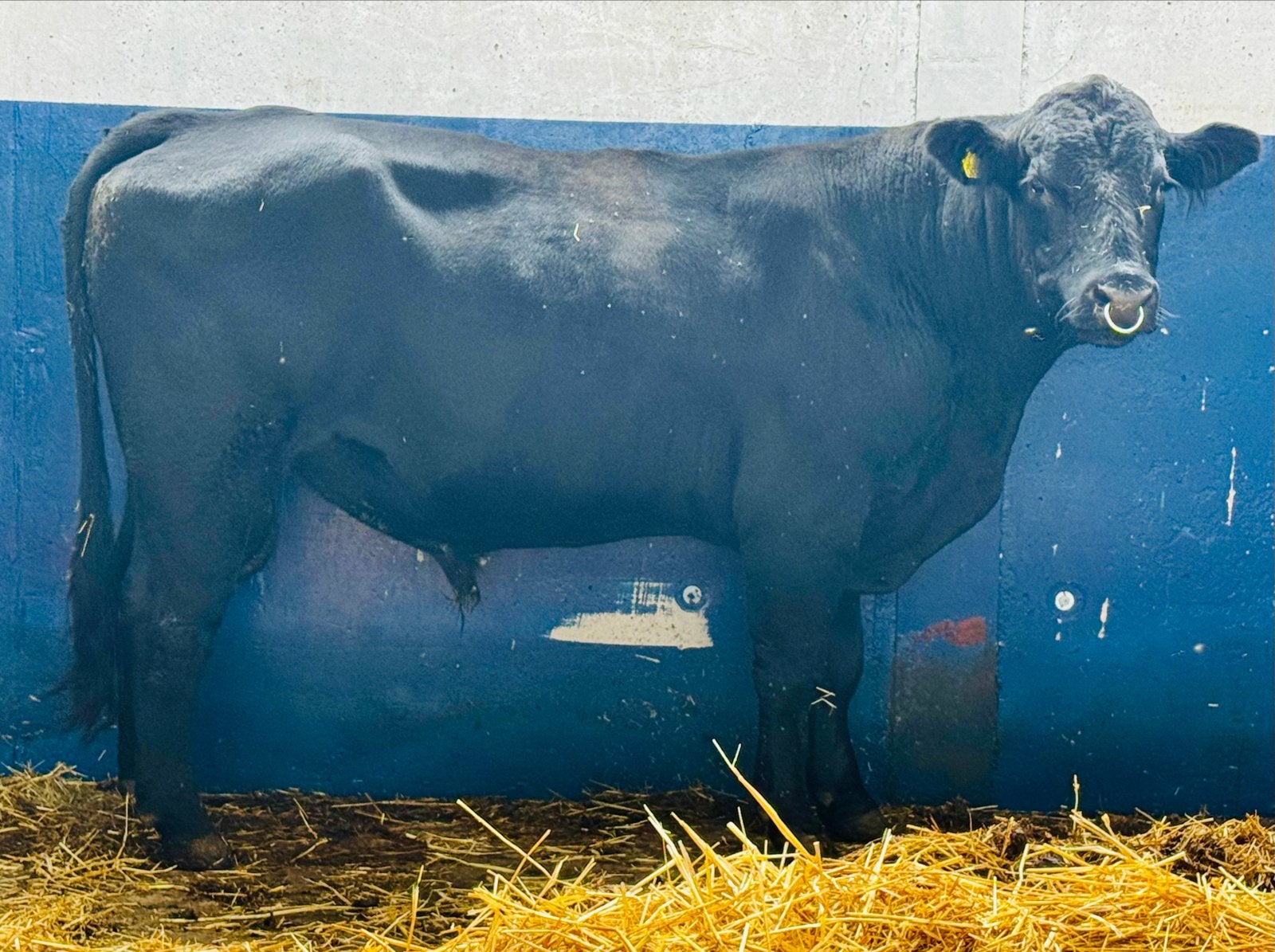 Black angus stamboek dekstier te koop bio, Mannelijk, 3 tot 6 jaar