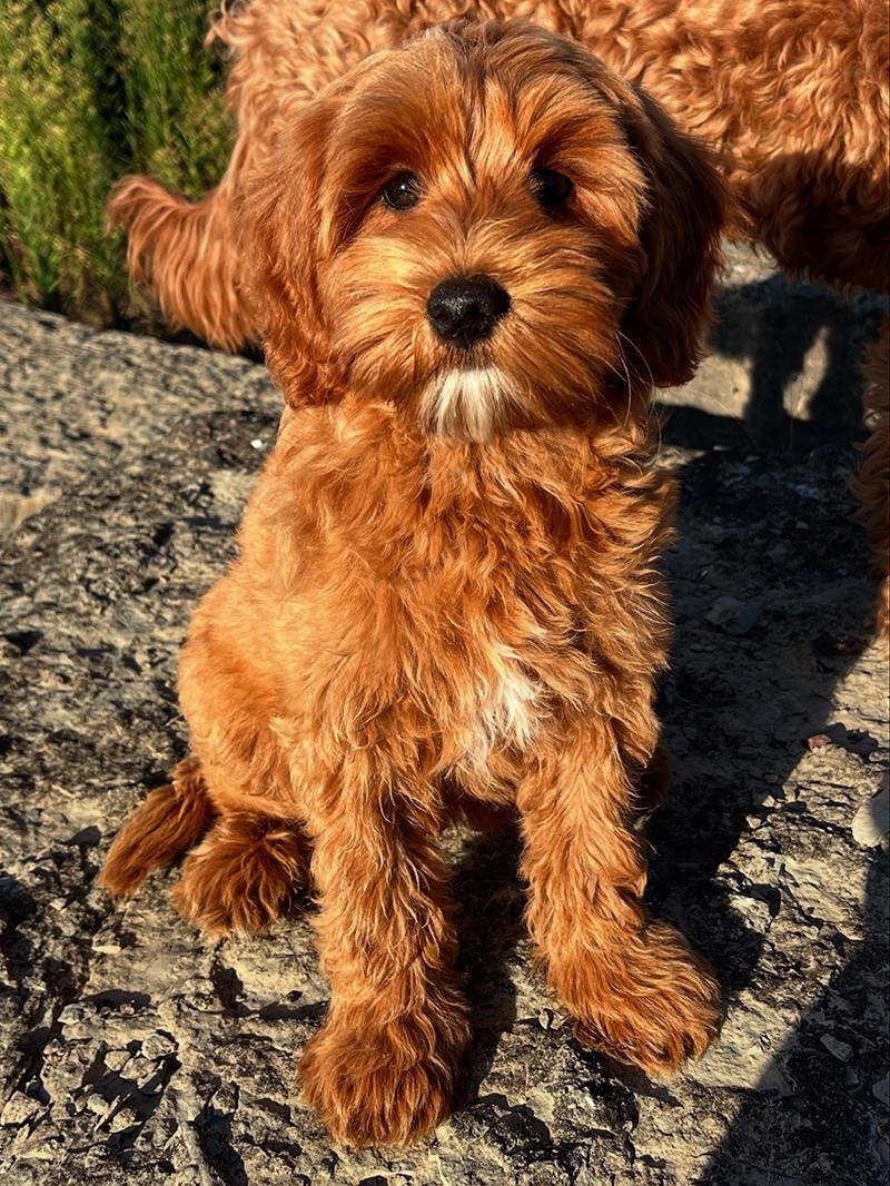Opzoek naar een pup. mini labradoodle of toypoedel, Dieren en Toebehoren, Nederland, 8 tot 15 weken, Teef, Parvo