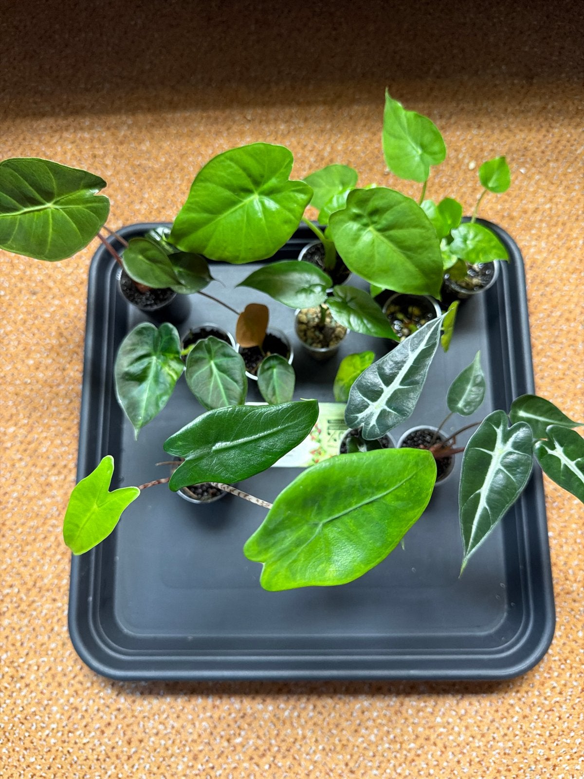 Alocasia babyplantjes Pakket - Diverse Soorten, Ophalen of Verzenden, Halfschaduw, Minder dan 100 cm