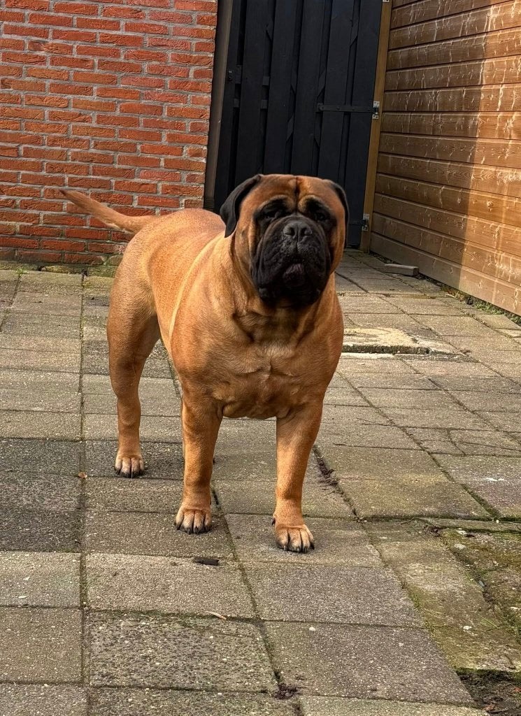 Bullmastiff Bull mastiff pups met stamboom  in de planning, 8 tot 15 weken, Geslacht onbekend, Parvo, Bulldog