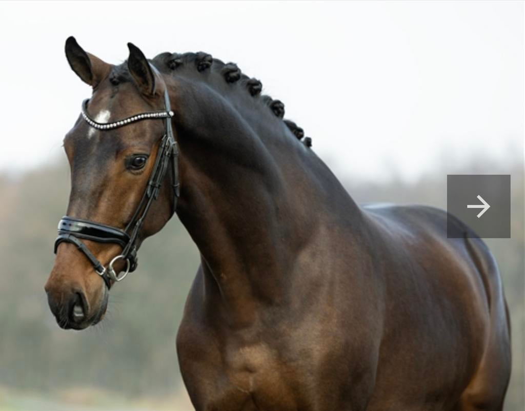 Lieve ruin te koop!, Dieren en Toebehoren, Paarden, Ruin, Recreatiepaard