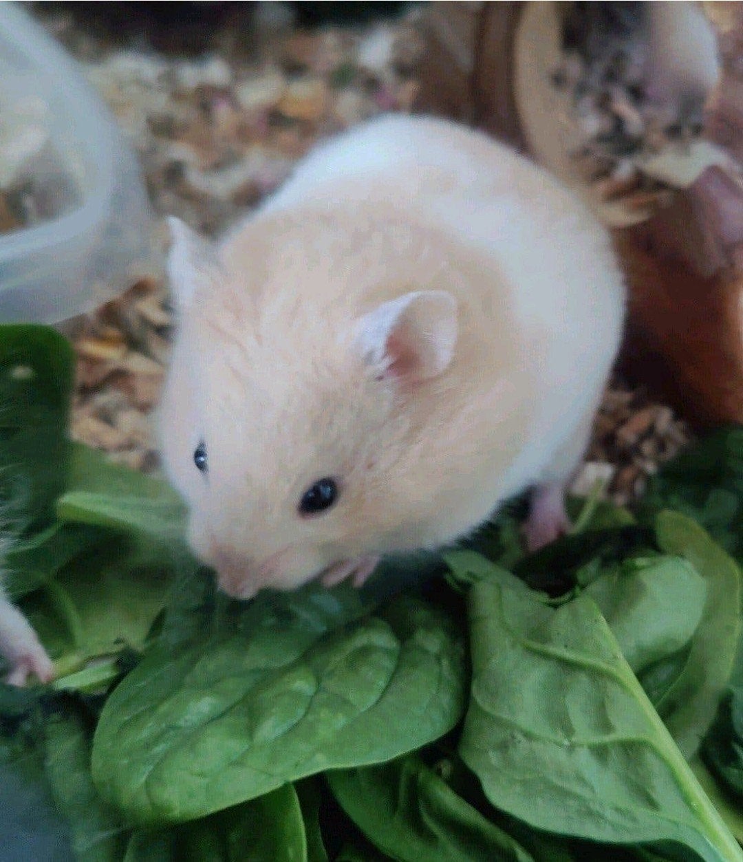 Lieve crème witband hamster baby, vrouwtje, Dieren en Toebehoren, Augustus, Hamster, Tam