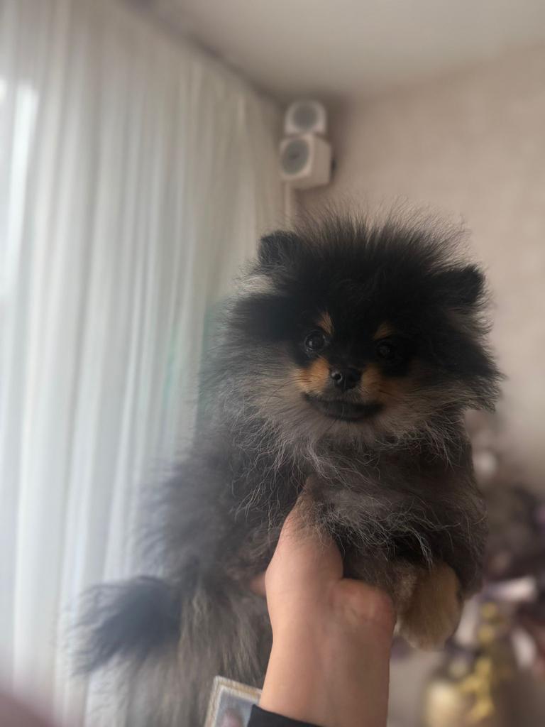 Pomeriaan black an tan mini reutje (NL) pup ouder hebben FCI, Keeshond, 15 weken tot 1 jaar, Reu, Parvo