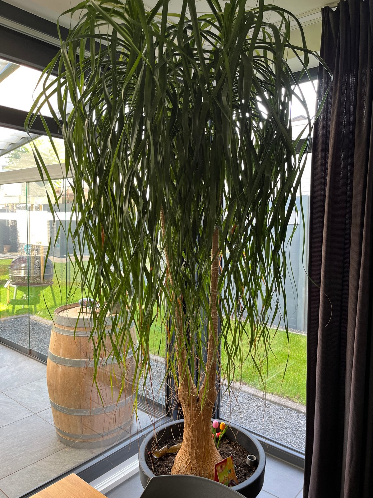 Grote Olifantenpoot (Beaucarnea recurvata) - Prachtige Kamer, Ophalen, 200 cm of meer, Overige soorten, In pot