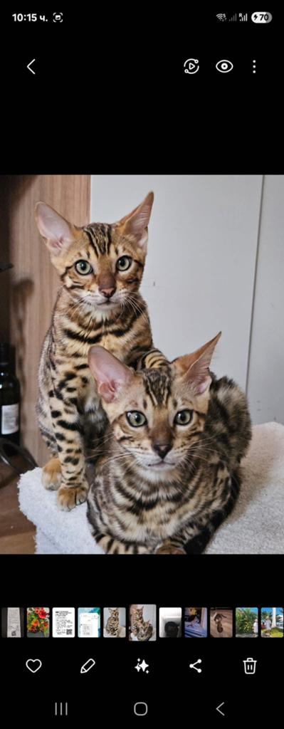 Bengaalse kitten, Dieren en Toebehoren, Katten en Kittens | Raskatten | Korthaar, Kater, Gechipt, 0 tot 2 jaar