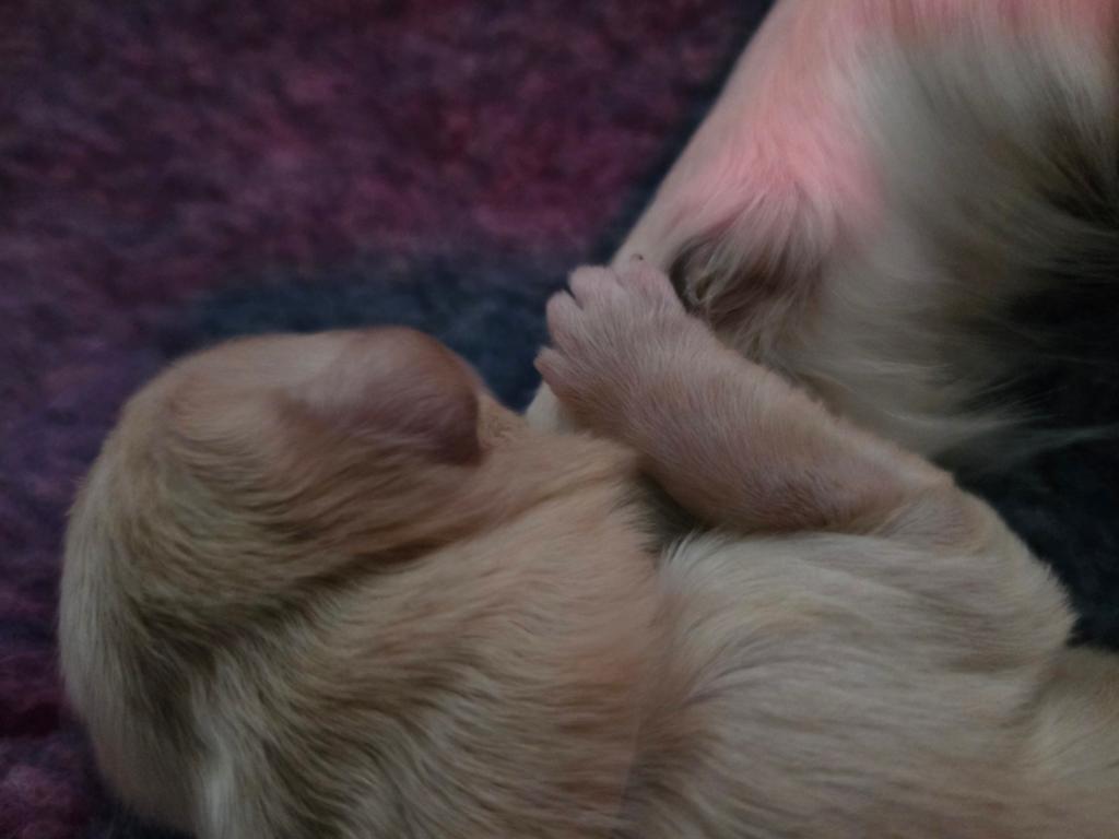 Prachtige mooie unieke goldendoodle puppys, Overige rassen, 8 tot 15 weken, Meerdere, Meerdere dieren