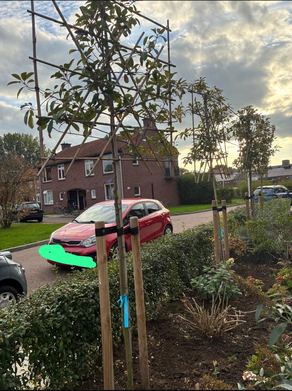 Glasmispel leiboom / Photinia fresari’s Red Robin, Tuin en Terras, Leiboom, 100 tot 250 cm, Zomer, Ophalen