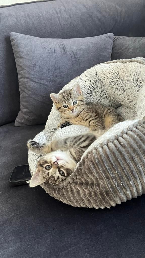 Drie unieke kittens zoeken een nieuw thuis (Ragdoll x Cyper), Dieren en Toebehoren, Meerdere dieren