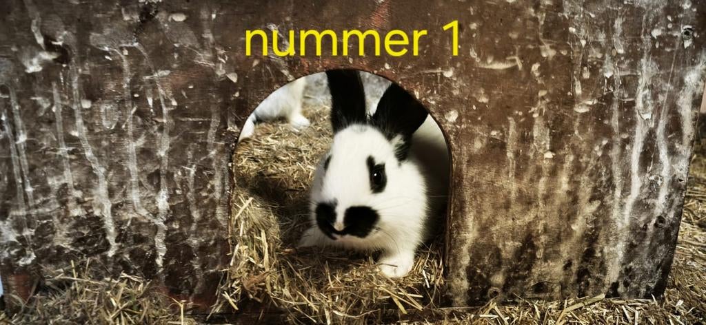 Lotharinger konijntjes (geboren 18 maart 2026), Geslacht onbekend, Groot, 0 tot 2 jaar