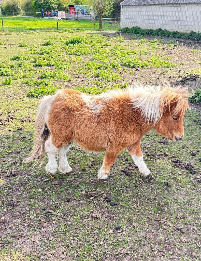 Shetlander pony Hengst, Dieren en Toebehoren, Pony's, 0 tot 2 jaar, Hengst, A pony (tot 1.17m), Onbeleerd
