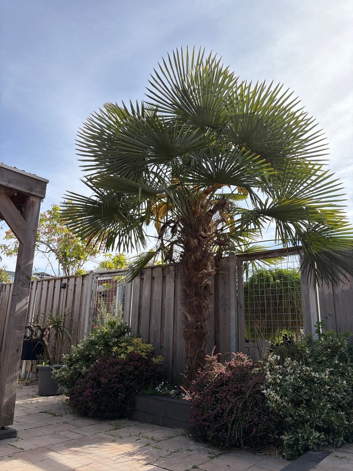Grote Chinese Waaierpalm (Trachycarpus fortunei) 4-5 meter, Volle zon, Vaste plant, Bloeit niet, Ophalen
