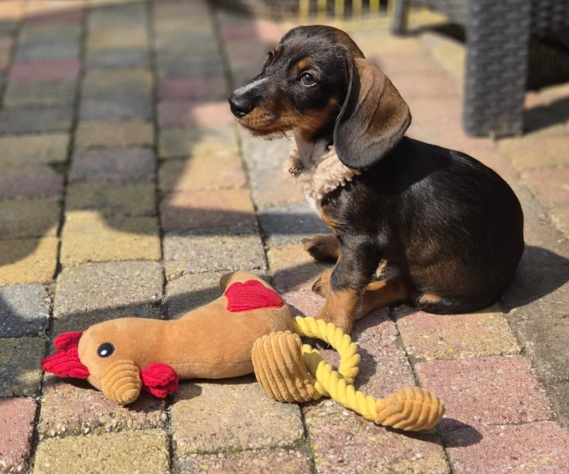 🩷🐾 Super lief dwergteckel dwerg teckel teefje Saartje 🐾🩷, Parvo, 8 tot 15 weken, Korthaar, Teef