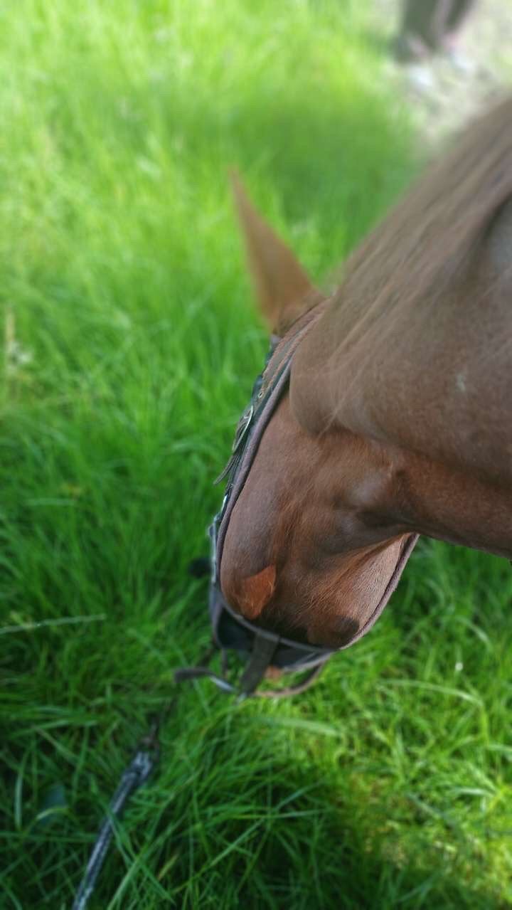 Verzorger aangeboden/Verzorgpony gezocht!, Dieren en Toebehoren, Stalling en Weidegang, 1 paard of pony