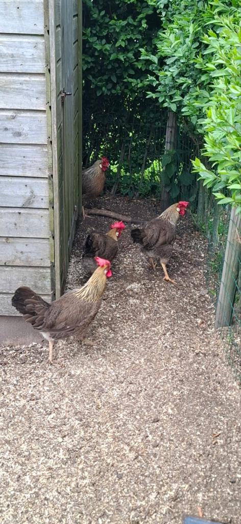 Patrijs leghorn broedeieren, Dieren en Toebehoren, Pluimvee, Geslacht onbekend, Kip