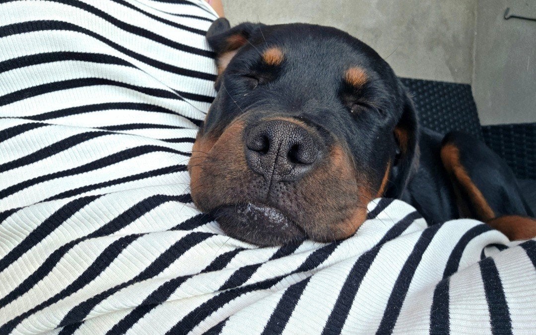 Rottweiler teefje 7 maand oud, 15 weken tot 1 jaar, Teef, Eén hond, CDV (hondenziekte)