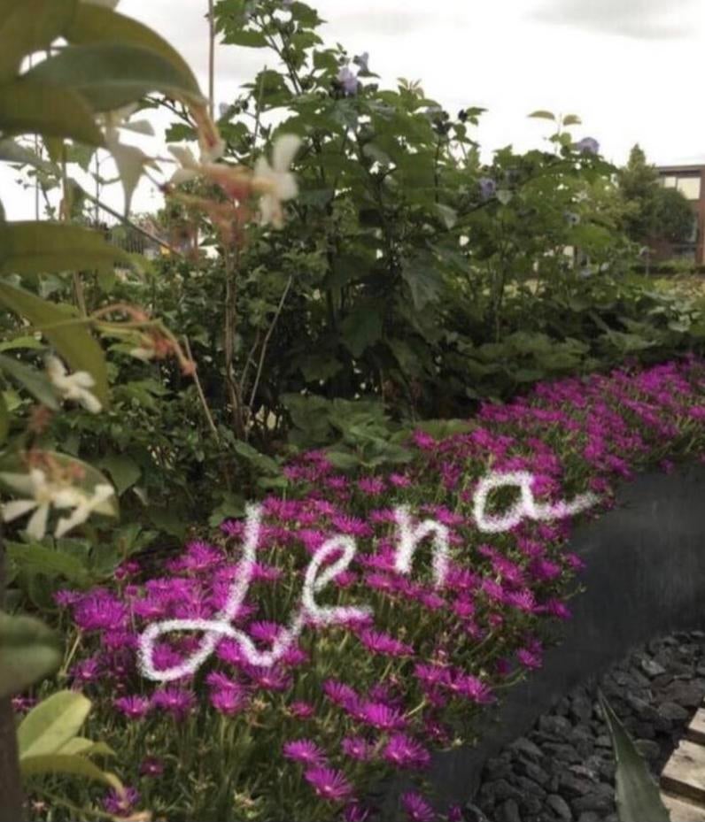 Biologische Franse Cooperi tuinplanten stekjes - roze bloeme, Bodembedekkers, Volle zon, Vaste plant, Ophalen of Verzenden
