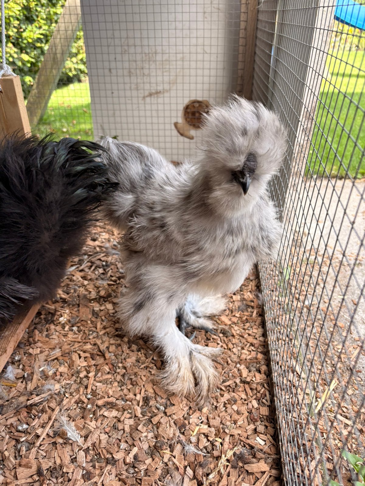 Twee Zijdehoen Heertjes, Dieren en Toebehoren, Vrouwelijk, Kip
