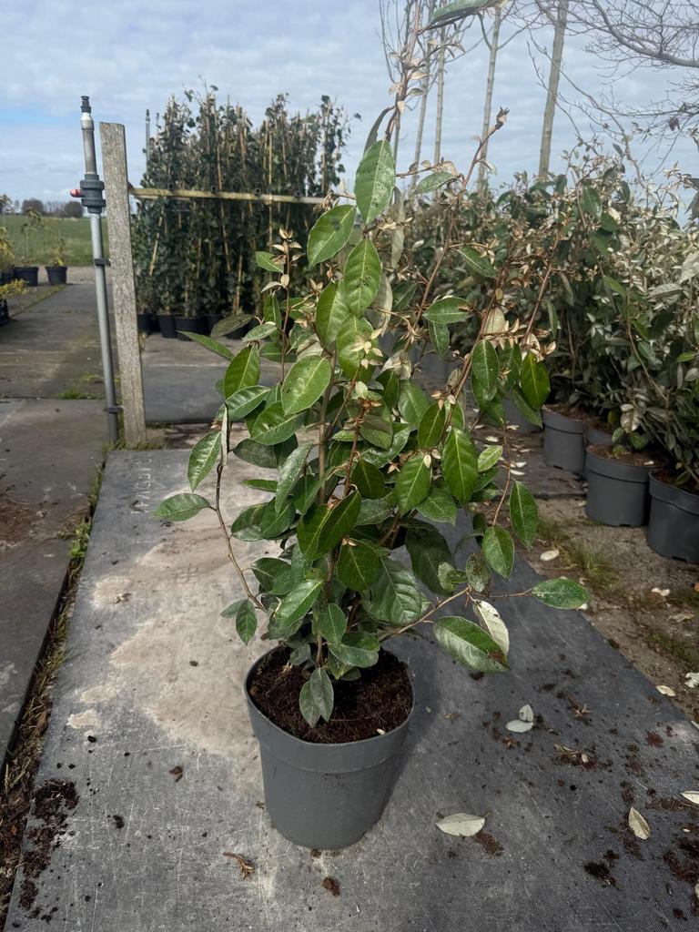 Elaeagnus Ebbengei (Olijfwilg) 80-100 cm, Tuin en Terras, Planten | Struiken en Hagen, Ophalen, Overige soorten, Minder dan 100 cm