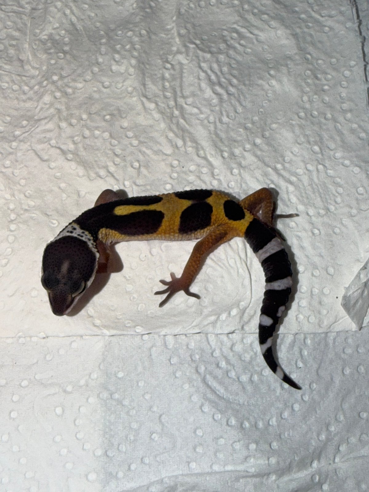 Black night x tangerine luipaardgekko, Hagedis, 0 tot 2 jaar