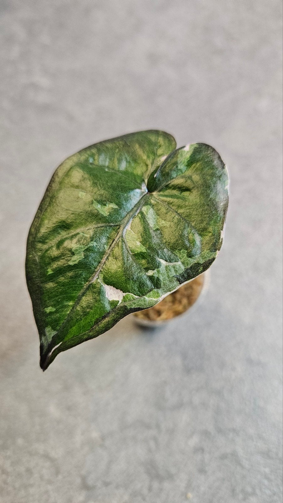 Alocasia Serendipity Pink Variegata, Ophalen of Verzenden, Halfschaduw, Minder dan 100 cm