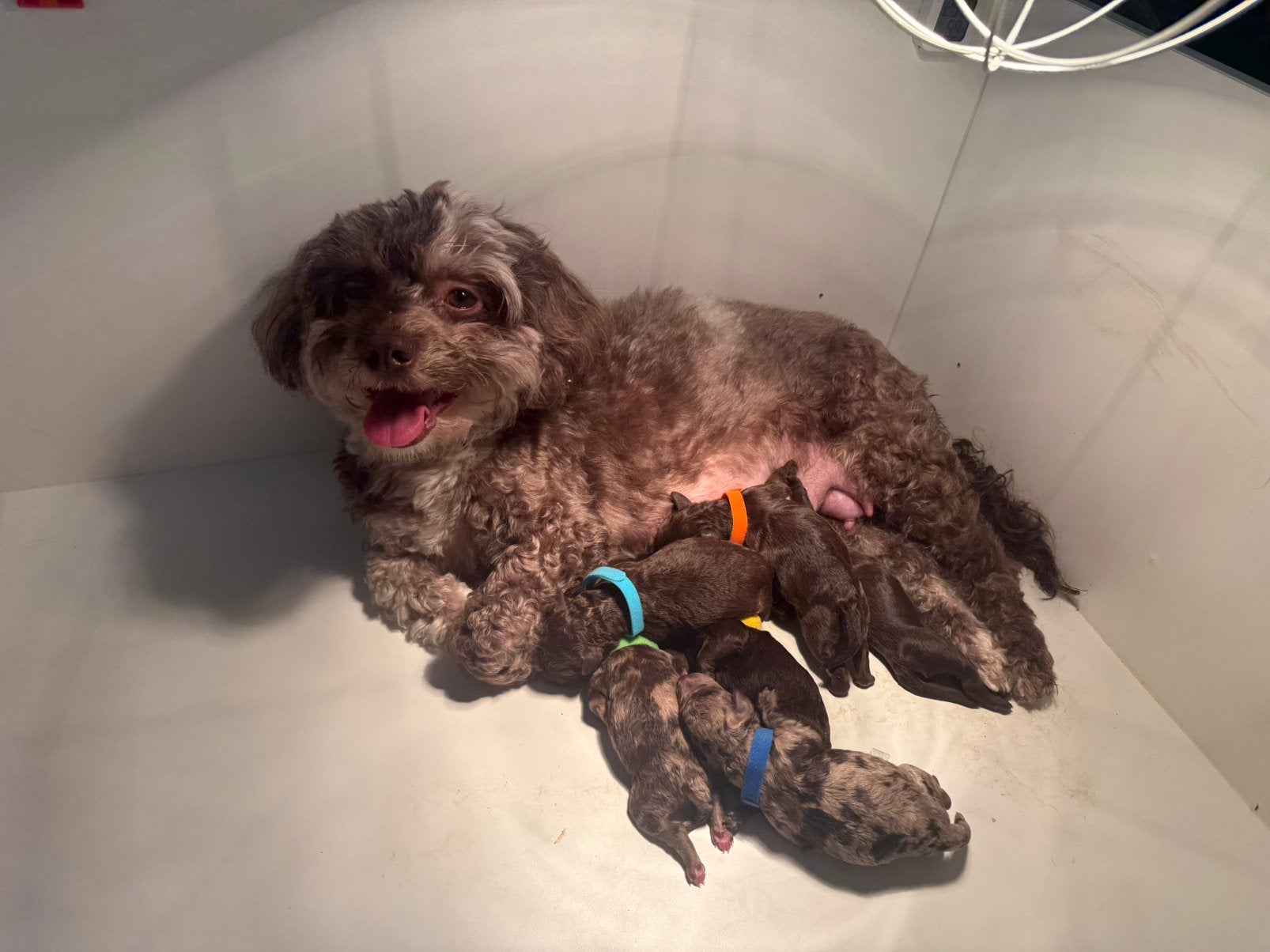 Mini labradoodle x toy poedel pups, Dieren en Toebehoren, Poedel, CDV (hondenziekte), 8 tot 15 weken, Meerdere