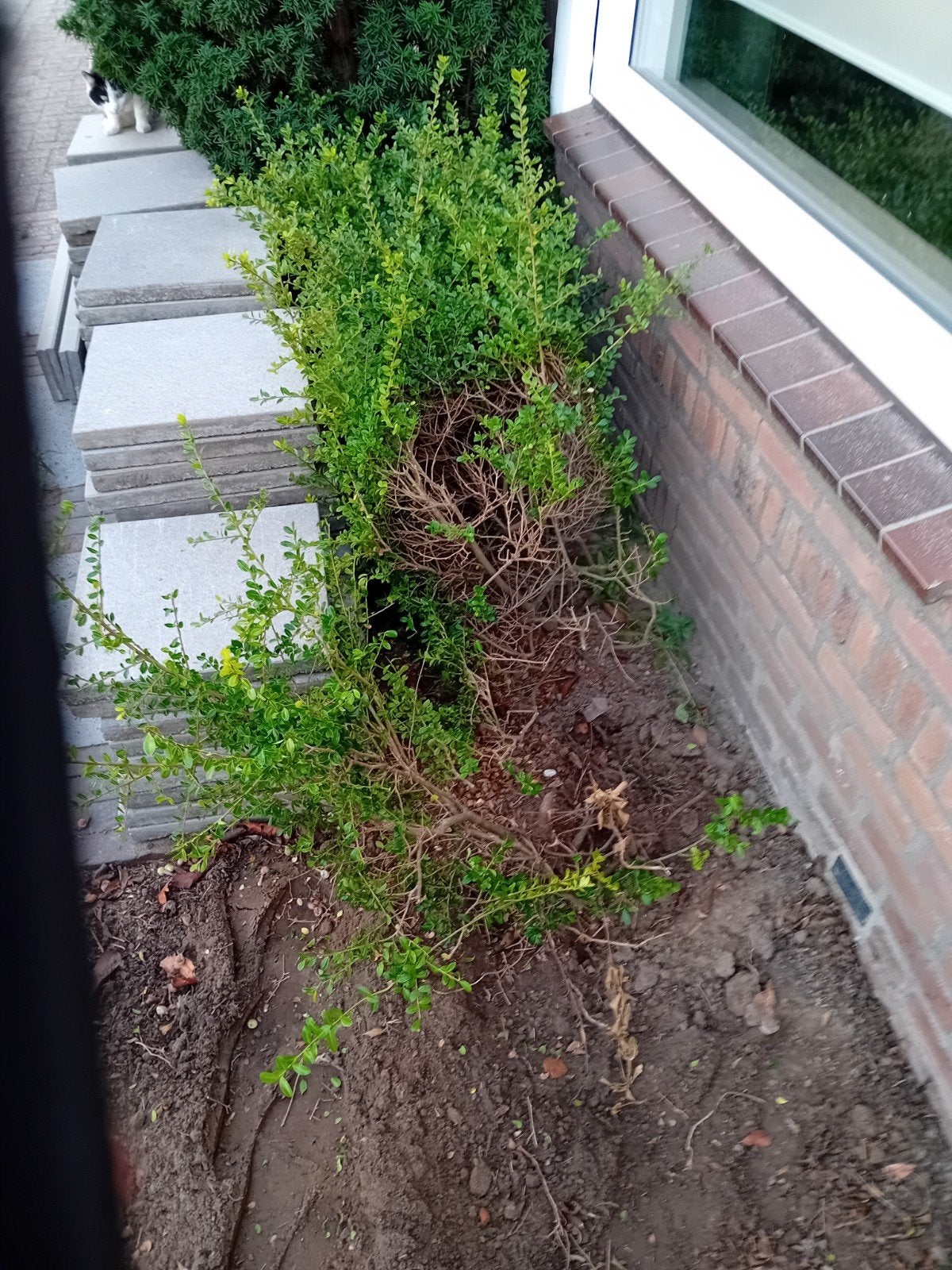 planten heg, Overige soorten, 100 tot 250 cm, Zomer, Ophalen