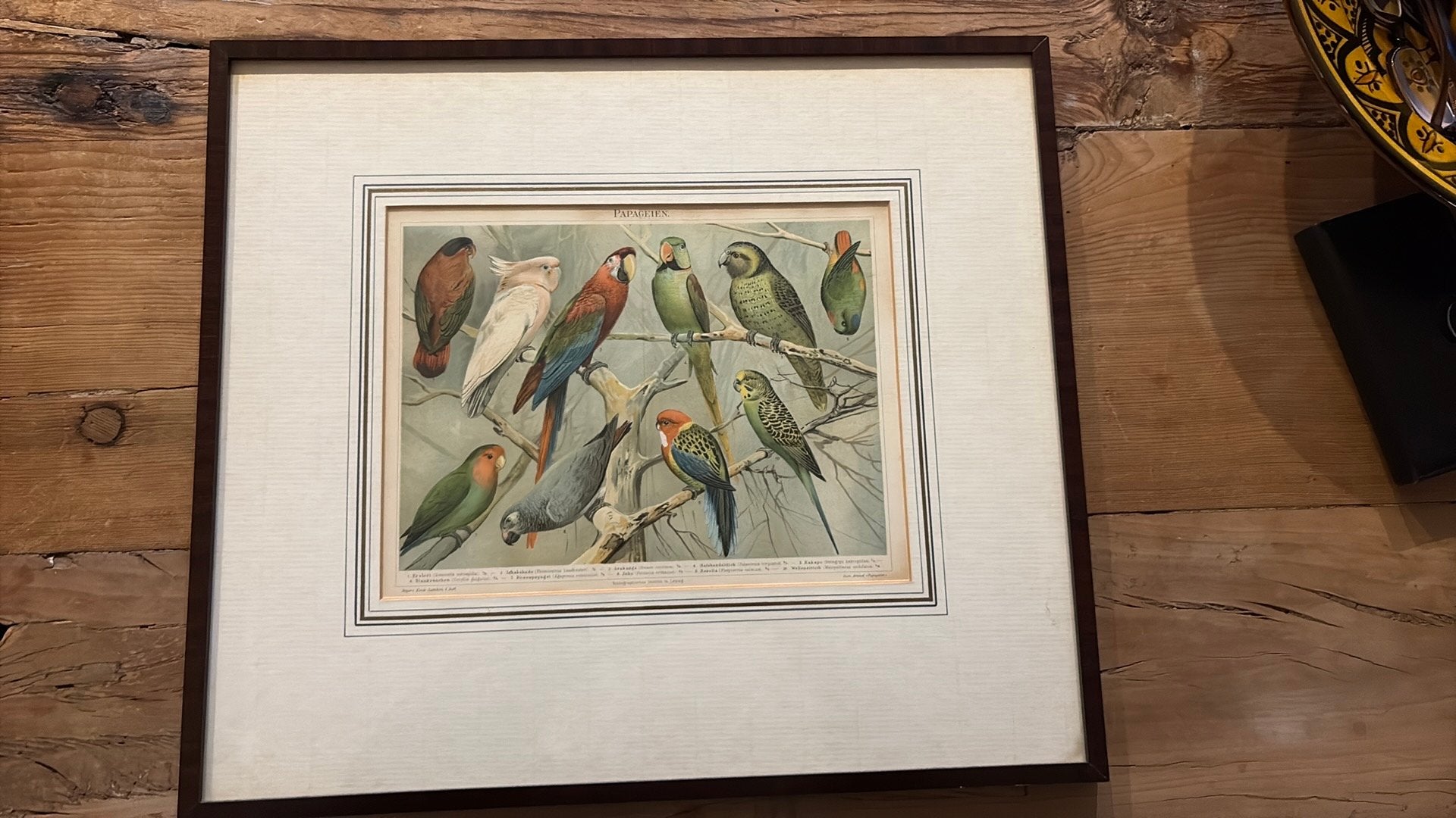 Antieke Vogelprent 'Papageien' (Meyers Lexikon, ca. 1895), Ophalen