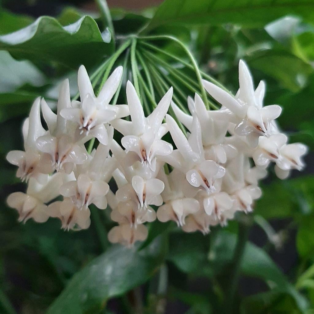 Hoya Lockii plantje of gewortelde stek, Bloeiende kamerplant, Ophalen of Verzenden, Halfschaduw, Minder dan 100 cm