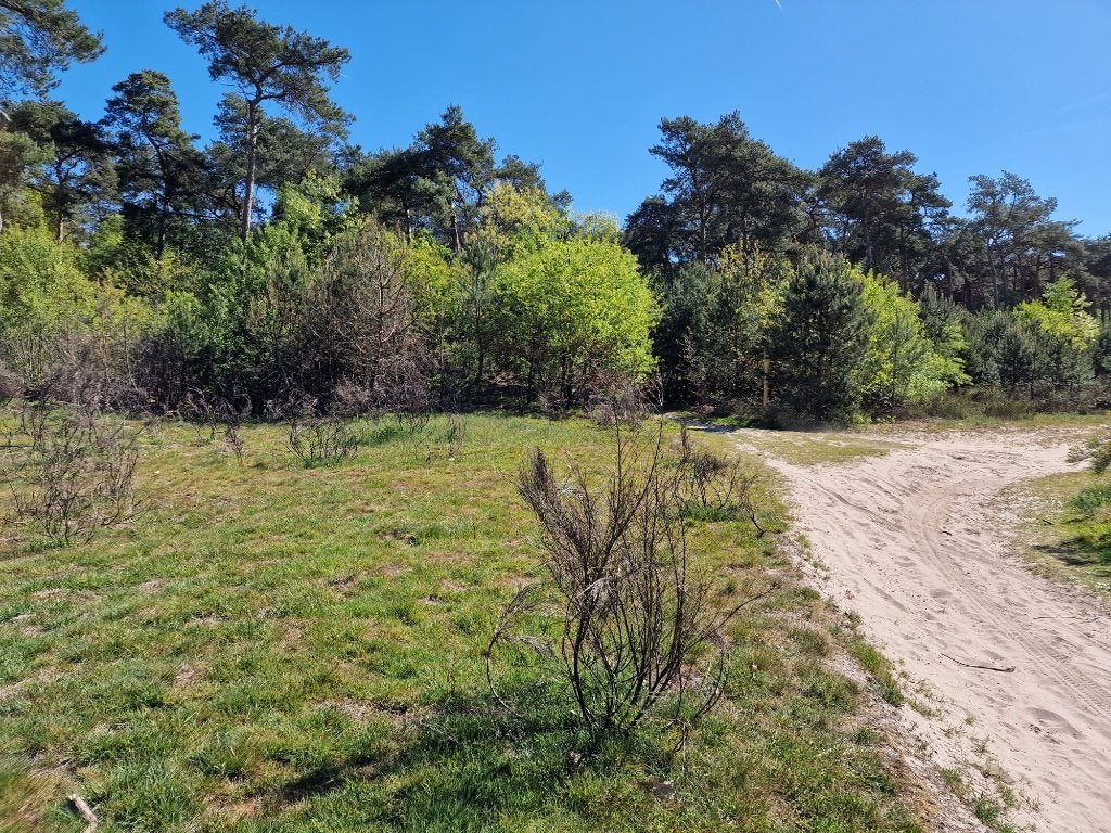 te koop bijzondere bospercelen, Volle zon, Lente, Minder dan 100 cm, Overige soorten