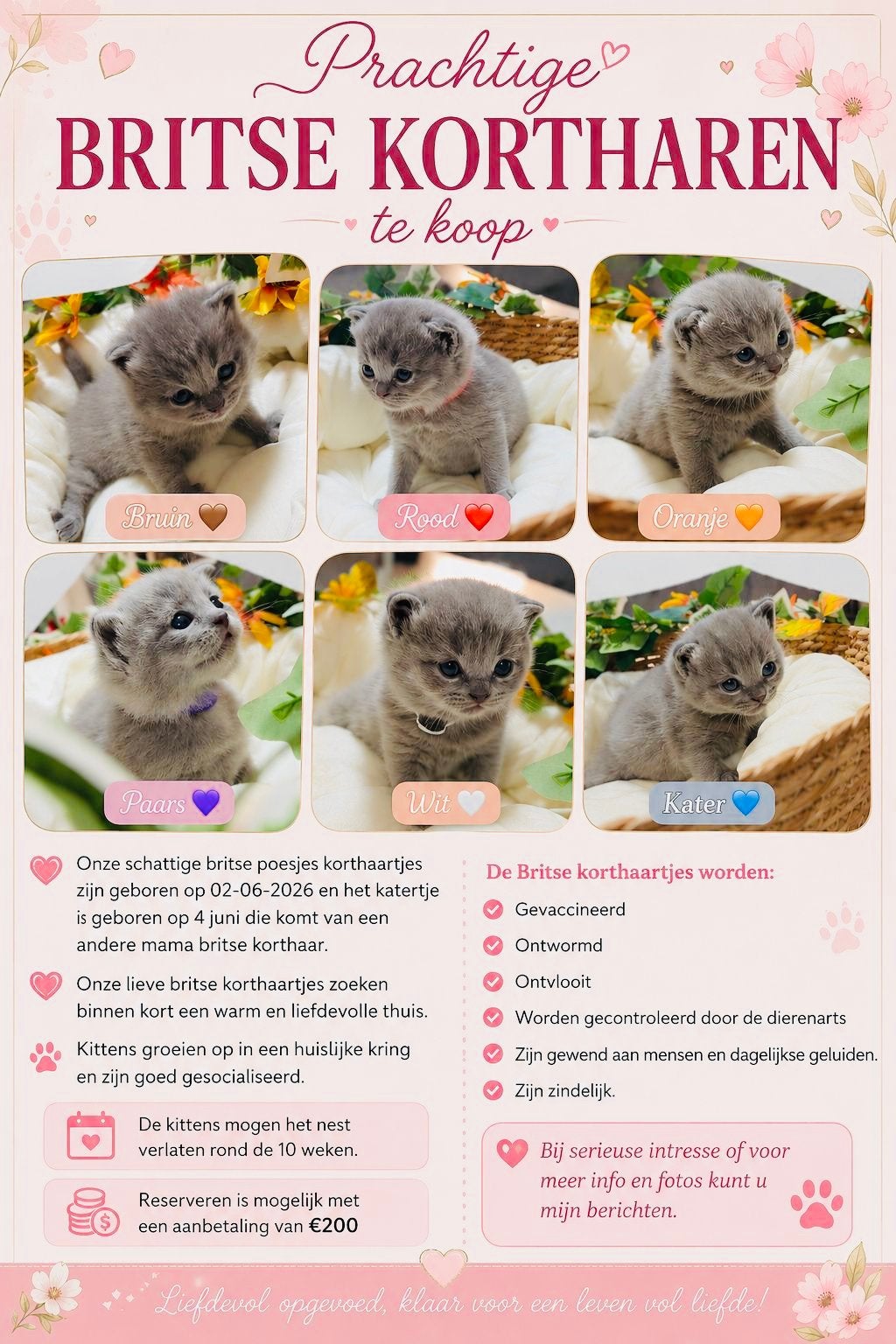 Britse korthaar kittens, Poes