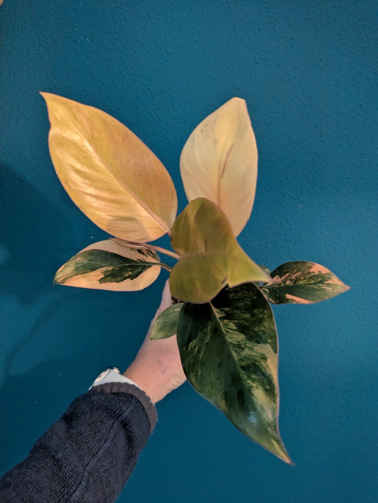 Philodendron Red Congo variegata plant, Ophalen of Verzenden, Halfschaduw, Minder dan 100 cm