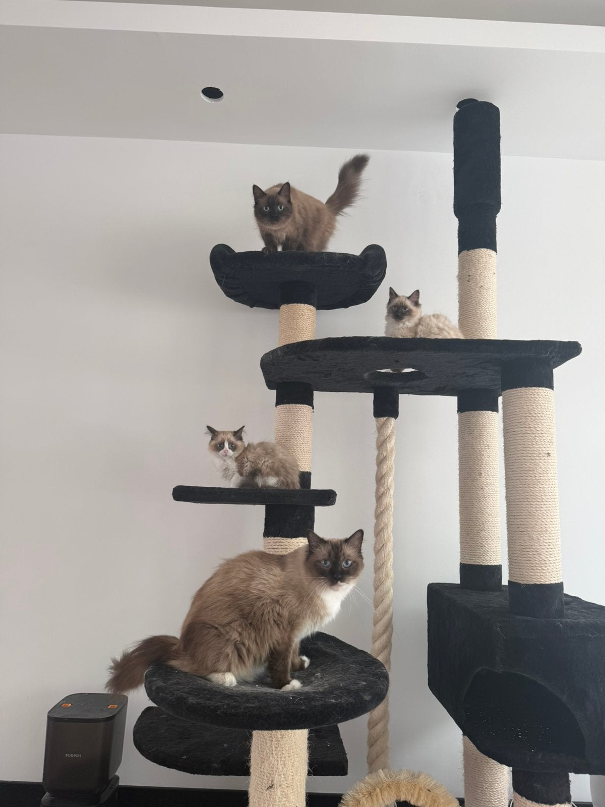 Ragdoll kittens vrouwtjes🧡, Poes
