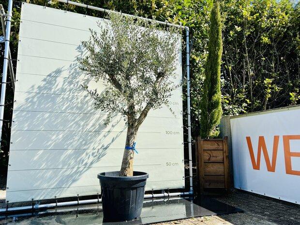 Olijfboom - Olea Europea - stamomvang 40 -50 cm, Tuin en Terras, Ophalen of Verzenden, 100 tot 250 cm, Olijfboom, Zomer