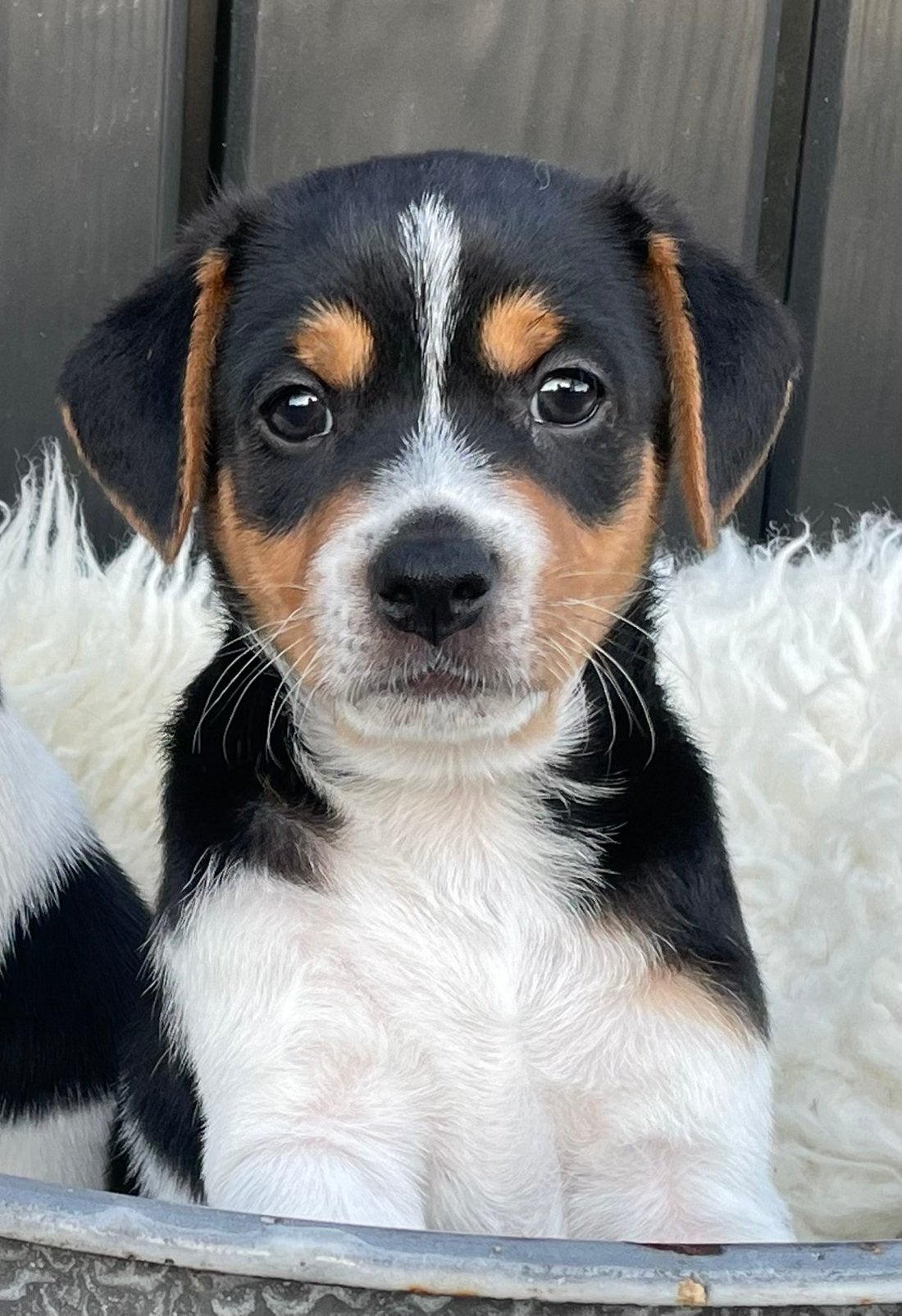 Lieve boerenfox pups, Dieren en Toebehoren, Reu, 8 tot 15 weken, Parvo, Meerdere