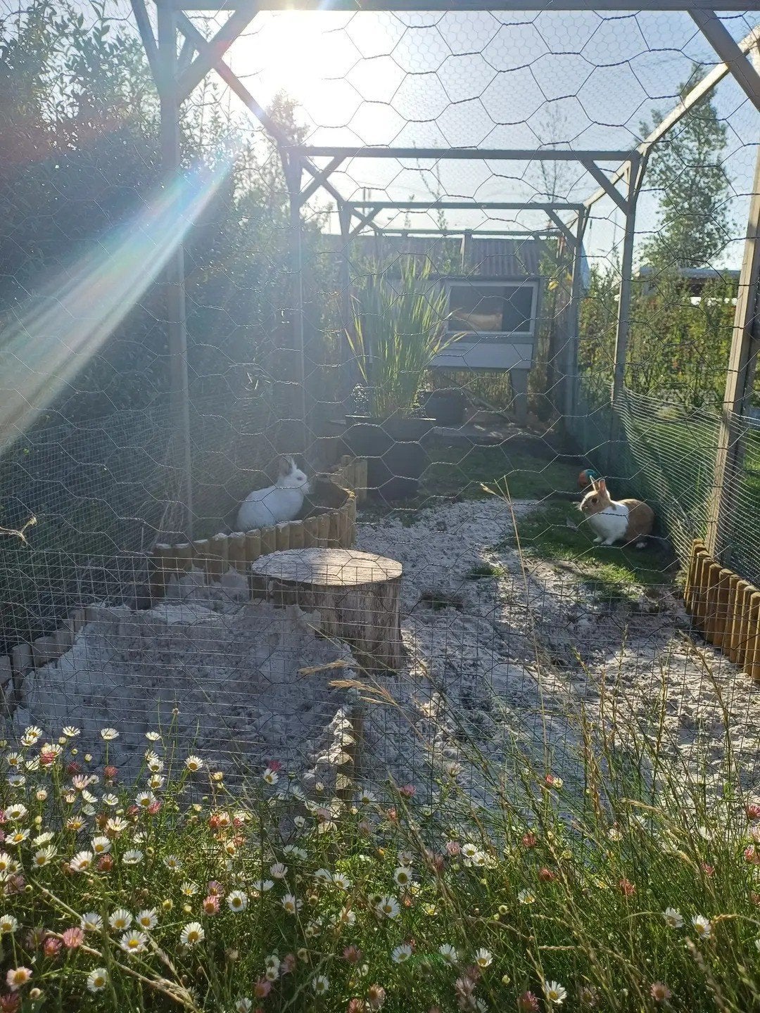 Koppeltje dwergkonijnen, Dieren en Toebehoren, Meerdere dieren, Klein, 3 tot 5 jaar