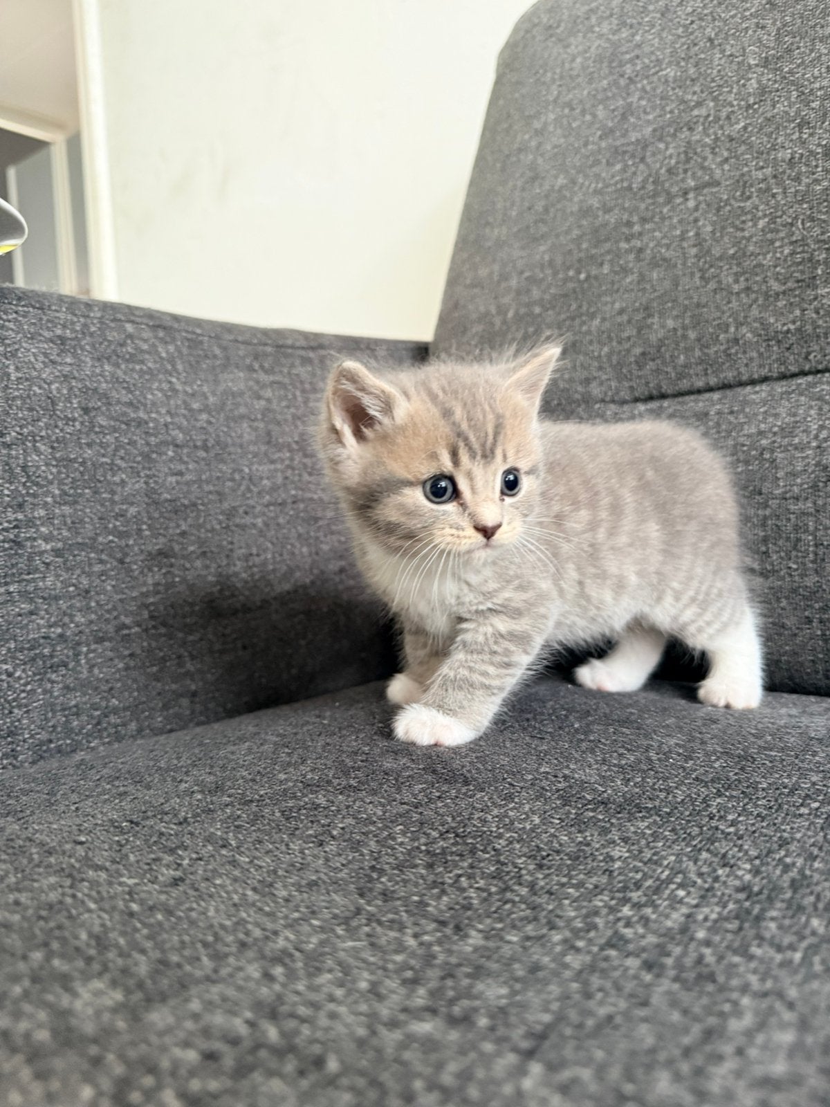 Lieve en mooie kittens zoeken een warm thuis ️, Dieren en Toebehoren, Geslacht onbekend, Ontwormd, 0 tot 2 jaar